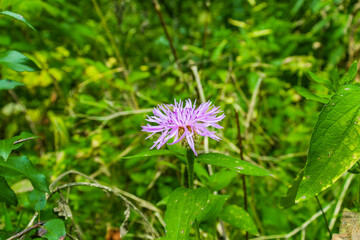 Butterfly over violet blue bells flowers in sun light on meadow