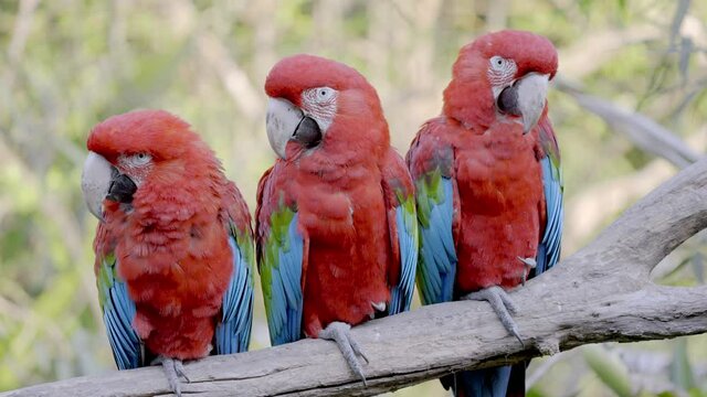 3 beautiful red scarlet macaw parrots perched on tree branch, close up