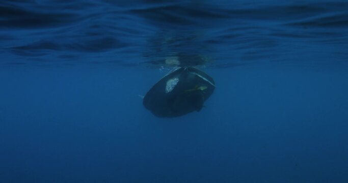 Sea Turtle with Remora Fish Swimming Underwater in Caribbean Ocean