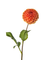 Beautiful dahlia flower on white background, closeup