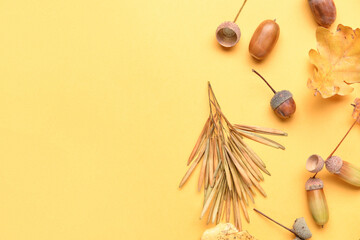 Oak acorns on color background