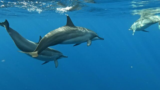 A Dolphin pod swimming calmly in serene bright blue ocean waters. Close up.