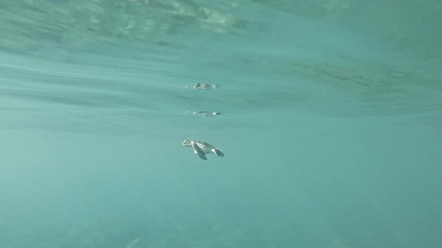 Cute Endangered Baby Turtle Swimming In Turquoise Water - underwater shot