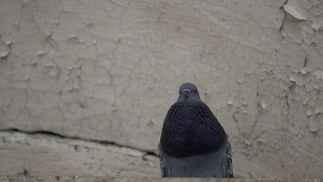 Close-up of pigeon in front of cracked paint surface.