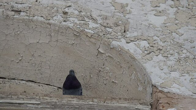 Pigeon coos while perched on ledge under arch.