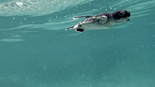 Cute baby sea turtle taking a breath then diving towards the camera.