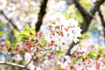 blossom