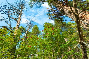 Beautiful mountain landscape, forest and clouds