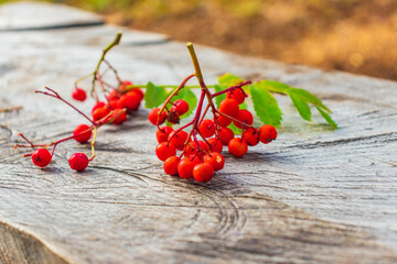 Cluster of red rowan berries isolated on white background. Red cluster of rowan berries with green leaves isolated on white background. Ripe red rowan bunch isolated on white.