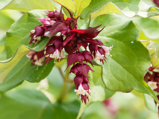 Leycesteria formosa | Himalayan honeysuckle or pheasant berry with small white pendulous flowers on...