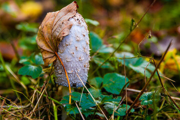 mushroom in autumn forest