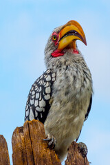 Southern yellow-billed hornbill, close-up with head and beak, sitting on wooden pole