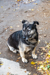 A small street or stray dog with short legs sitting on the ground