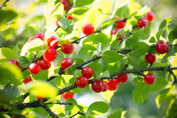 Ripe red cherry on green tree branch. Harvest under sunshine