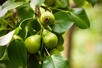 Ripe pear on green tree branch. Harvest under sunshine