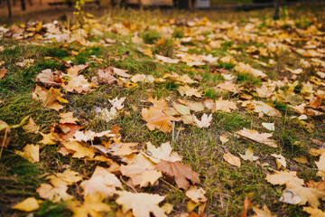 autumn leaves in the park