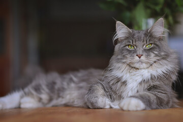 Resting Blue Tabby Maine Coon Cat Lies Down Indoors. Cute Longhair Domestic Animal with Green Eyes and Ear Tuft.