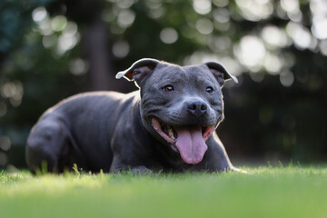 Happy Blue Staffy Lies Down in the Green Garden. Cute English Staffordshire Bull Terrier with...