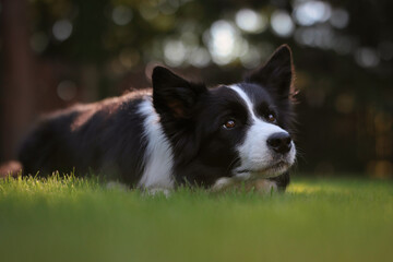 Summer Portrait of Adorable Black and White Border Collie Dog in the Garden. Cute Pet Lies Down in Green Grass with Bokeh Background.