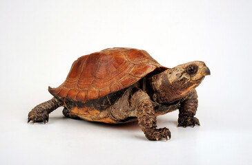 Keeled box turtle // Dreikiel-Scharnierschildkröte, Indische Dornschildkröte (Cuora mouhotii)