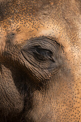 Asian Elephant Eye And Skin Details