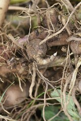 Yacon harvest. Yacon is a perennial plant of the Asteraceae family native to the Andes in South America. The roots are rich in Fructooligosaccharides and have a pear-like texture and sweetness. 