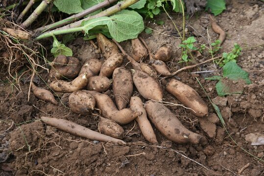 Yacon harvest. Yacon is a perennial plant of the Asteraceae family native to the Andes in South America. The roots are rich in Fructooligosaccharides and have a pear-like texture and sweetness. 