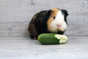 guinea pig gnaws on a green cucumber