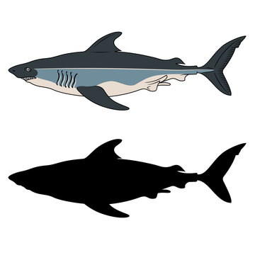 White Shark. Vector clipart. Color version and black silhouette.