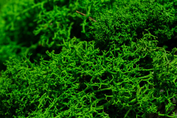 Moss green texture. Moss background.Green moss on the rocks in the forest close up