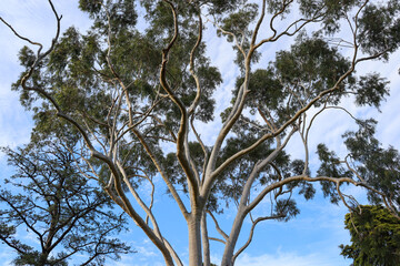 eucalyptus tree canopy against blue sky