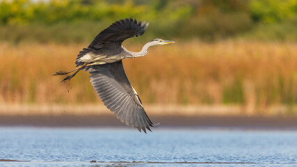 Gray Heron in autumn in Europe.