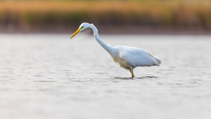 Great egret in the lake.