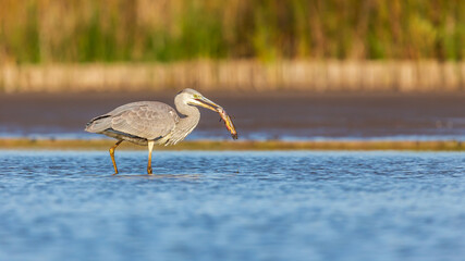Gray Heron in autumn in Europe.