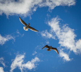 Seagull near sea nature