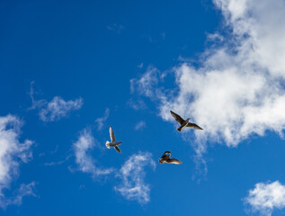 Seagull near sea nature