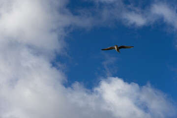 Fototapeta na wymiar Seagull near sea nature