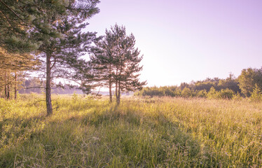 Pine trees illuminated by golden sunlight before sunset with sunbeams spilling through trees on the meadow floor illuminating the luscious grass.