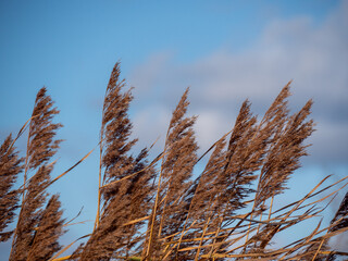 Obraz premium grass and sky