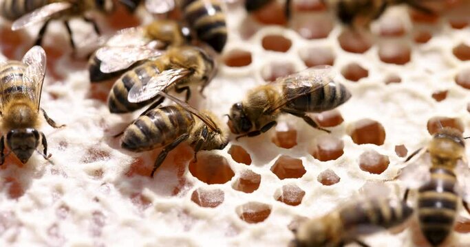 Bee on honeycombs with honey slices nectar into cells 4k movie
