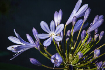 purple crocus in the rain