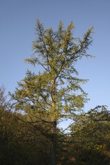Young tree in the countryside