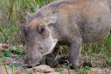 Naklejka na ściany i meble Kneeling and grazing warthog Phacochoerus in close-up