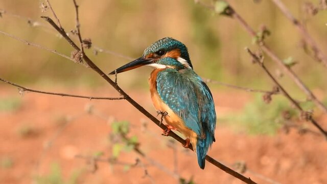 Closeup video of Female common kingfisher preening during afternoon time