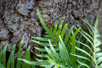 fern leaf on cork