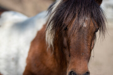 close-up of a brown pony