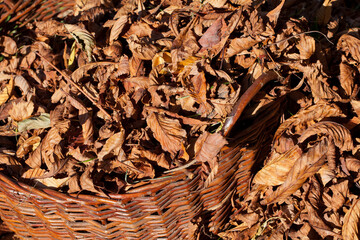 Dry, fallen chestnut leaves and an old wicker basket full of leaves, autumn, garden.
