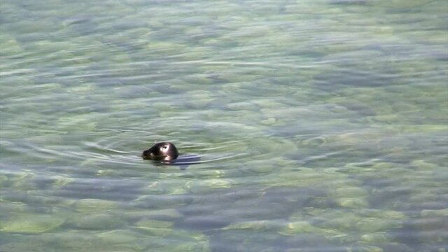 Newborn pup Baikal seal Pusa sibirica on Ushkany Islands belongs to type of animal pinnipeds on rocks in freshwater. It lives only in Lake Baikal. Mothers and cute newborn Pup calves bask on stones.