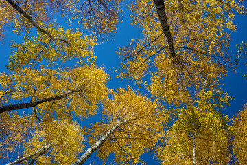 Trees with yellow leaves against a blue sky.