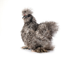 Silkie in studio
